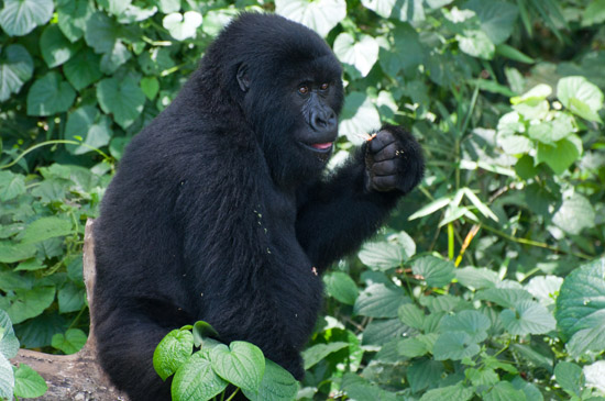 Kaboko, World’s Only Captive Male Mountain Gorilla, Passes Away